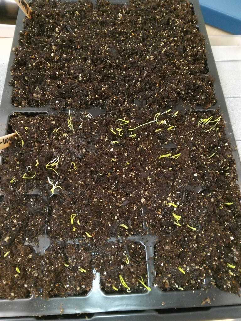 Crum PK8 Agriculture Lessons Sprouts Growing
