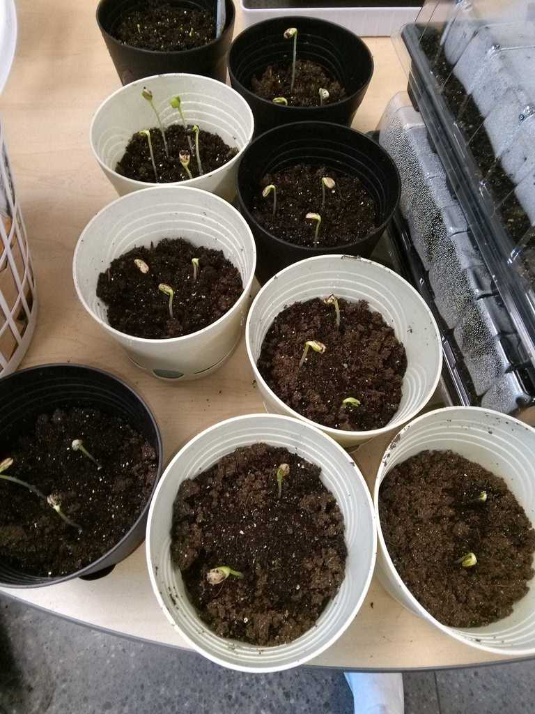 Crum PK8 Agriculture Lessons Sprouts Growing